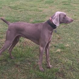 Tess - Weimaraner