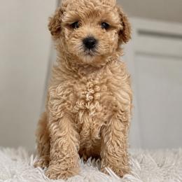 Goldendoodle and Maltipoo Puppies from ENC Goldendoodles And Maltipoos