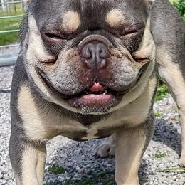 French Bulldogs from BM KENNEL