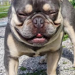 French Bulldogs from BM KENNEL