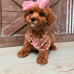 Pink collar - Red  female Goldendoodle puppy in Calico Rock, Arkansas from Cottrell’s Poodles & Doodles