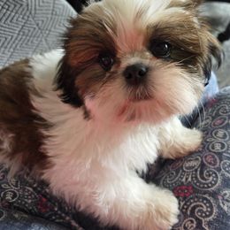 Meshach - aka 'Shaq' - Red and white male Shih Tzu puppy in Riverside, California from Raincross Shih Tzu
