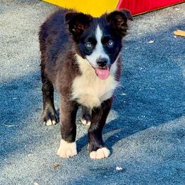 Black bi male blue eyes - Black & white male Miniature Australian Shepherd puppy in Lemon Cove, California from Magic Ranch Mini Aussies