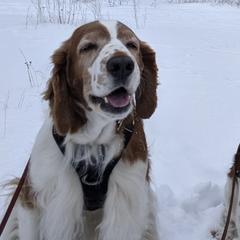 Welsh Springer Spaniels from Withywindle Welsh Springer Spaniels