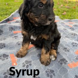 Syrup - Sable male Aussiedoodle puppy in Ellenburg Center, New York from Kristin's Puppies