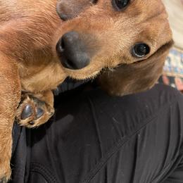 Dachshund All Grown Up from Brit’s Doxie Crossing