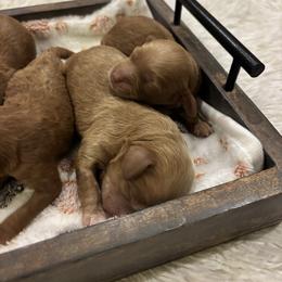 Boy 1 - Brown male Cockapoo puppy in Bristow, Oklahoma from 10-Acre Woods Cockapoos