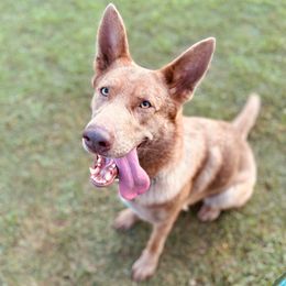 Aska - German Shepherd