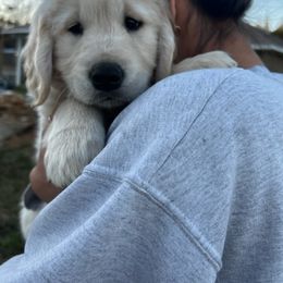 Golden Retriever Puppies from Panhandle PawsNClaws