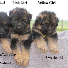German Shepherd Puppies from Valiant Shepherds