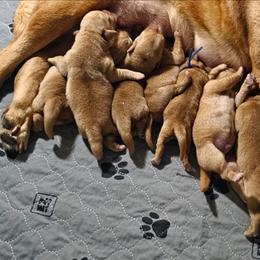 Male 1 - Yellow male Labrador Retriever puppy in Swanton, Ohio from SilverWater Labs