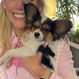 Papillon All Grown Up from PapillonPups