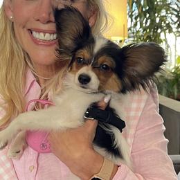 Papillon All Grown Up from PapillonPups