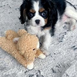 Cavalier King Charles Spaniel Puppies from Cassie’s Cavaliers