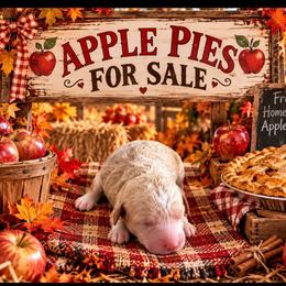 Apple - Apricot female Goldendoodle puppy in Cherry Tree, Pennsylvania from Plum Creek Acres Next Generation