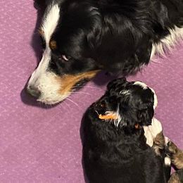 Bernedoodles from Best Friend Bernedoodles