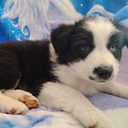 Fernando - Black & white male Australian Shepherd puppy in Wewoka, Oklahoma from OutBack Aussie OutLaws