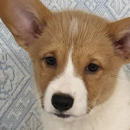 Pembroke Welsh Corgis from Mehling Corgis