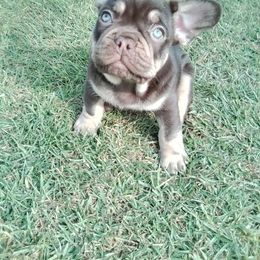 Boy 2 - Tricolors male French Bulldog puppy in La Puente, California from Certified Frenchies
