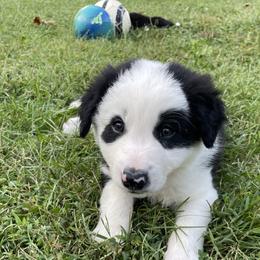 Ziggy - Black and white male Border Collie puppy in Salem, Indiana from Hidden Creek