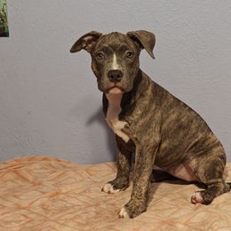 Vesper - Blue brindle American Bully puppy in Phoenix, Arizona from Superstes Guard