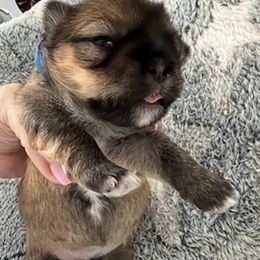 Lhasa Apso Puppies from Lhasa Apso OKC