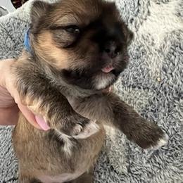 Lhasa Apso Puppies from Lhasa Apso OKC