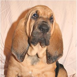 Bloodhound Puppies from Sleepy Hollow Hounds