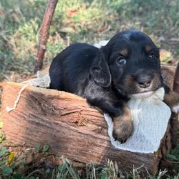 Frank - Black and tan male Dachshund puppy in Nashville, Arkansas from Whisenhunt Farms