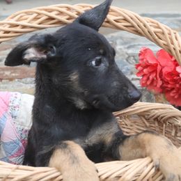 DDR East German Male - 1673 - Black and red male German Shepherd puppy in Newville Al, Alabama from Triple S DDR German Shepherds