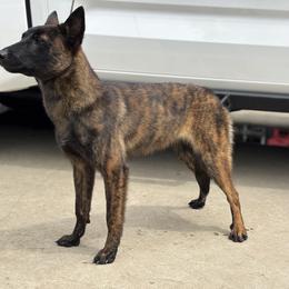 Pink - Black brindle female Dutch Shepherd puppy in San Jose, California from Brandon's Dutch Shepherds