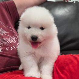Momo - White and biscuit male Samoyed puppy in West Jordan, Utah from Rocky Mountain Samoyeds