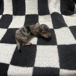 Claus - Dapple male Dachshund puppy in Kingston, Oklahoma from Texoma Doxies