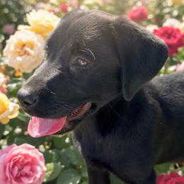 Willow - Black female Labrador Retriever puppy in Archer Lodge, North Carolina from Archer Lodge Labradors