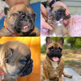 French Bulldog Puppies from Legend French Bulldogs