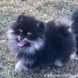 Pomeranian Puppies from Silver’s Reigning Heir Poms