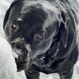Labrador Retrievers from Adina's Labs