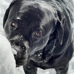 Labrador Retrievers from Adina's Labs