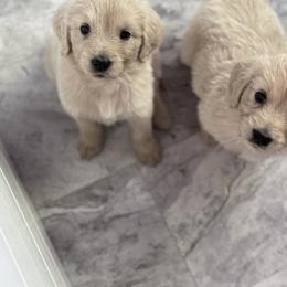 Goldendoodle, Golden Retriever, Poodle, and Shih Tzu Puppies from Platinum Paws Puppies