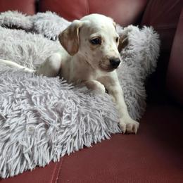 Winter - White and lemon male Dalmatian puppy in Salem, Missouri from Paradise Spots Dalmatians
