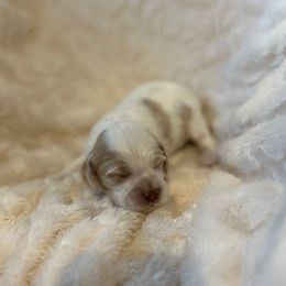 CKC Brown Male - Red and white male Cockapoo puppy in Advance, North Carolina from Rome & Reign Farm