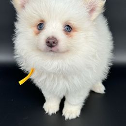 Yellow collar - White male Pomeranian puppy in Meridian, Idaho from Idaho_poms