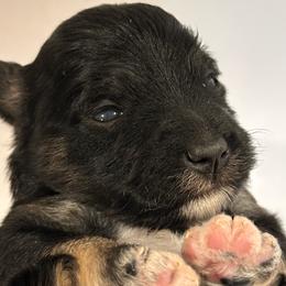 Jet - Black male Miniature Schnauzer puppy in Lebanon, Oregon from LJ Mini Schnauzers