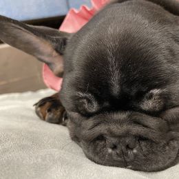 French Bulldog Puppies from Boise French Bulldogs