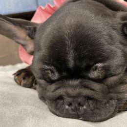 French Bulldog Puppies from Boise French Bulldogs
