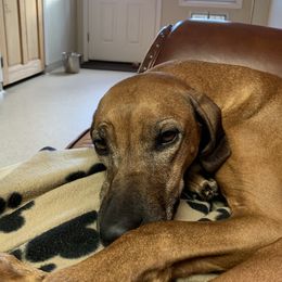 Saffron - Rhodesian Ridgeback