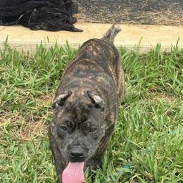 Cane Corso Puppies from TopNotch Corsos