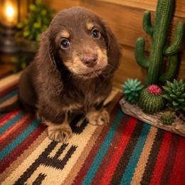 Chocolate male - Chocolate male Dachshund puppy in Pleasant Plains, Arkansas from JGBs Silver Spur Dachshunds