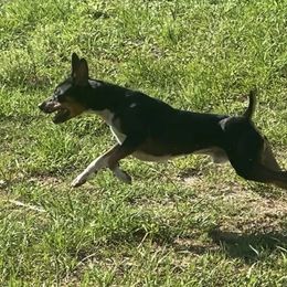 Slick - Rat Terrier
