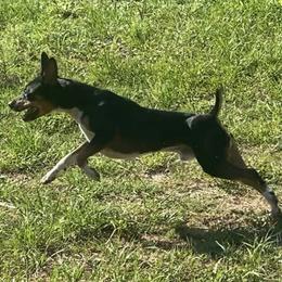 Slick - Rat Terrier